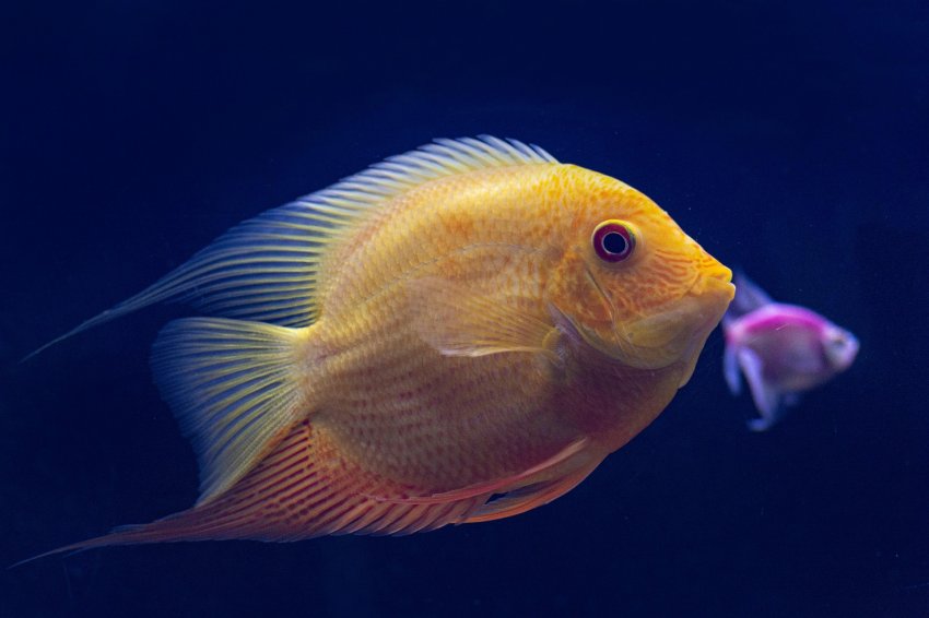 Fischbörse